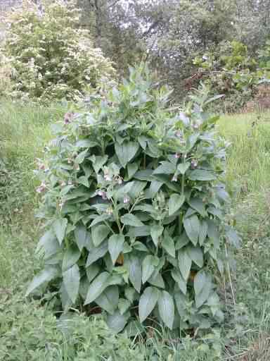 Russian Comfrey - Symphytum x uplandicum, click for a larger image