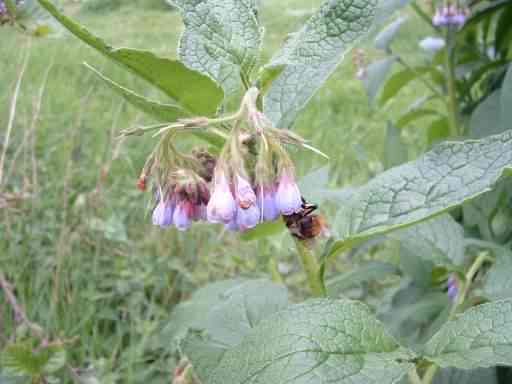 Russian Comfrey - Symphytum x uplandicum, click for a larger image