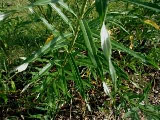 Osier - Salix viminalis, click for a larger image, photo licensed for reuse CCASA3.0