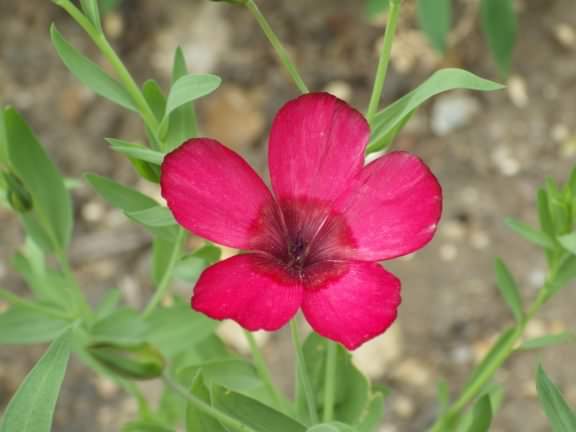 Scarlet Flax - Linum Grandiflorum, click for a larger image