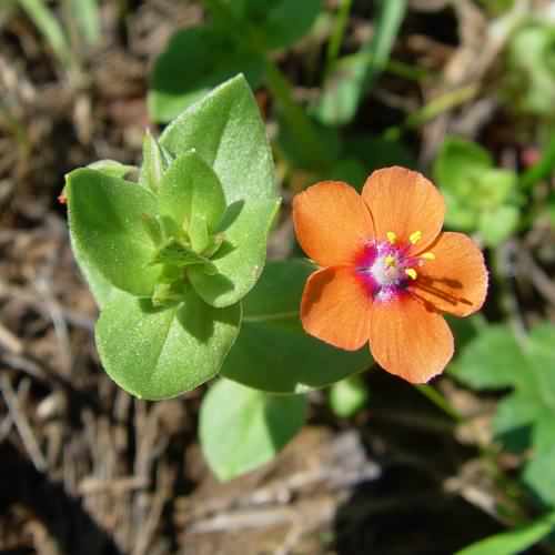 Scarlet Pimpernel - Anagallis arvensis ssp. arvensis, click for a larger image, photo licensed for reuse CCBYNCSA3.0