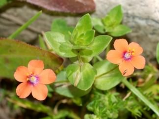 Scarlet Pimpernel - Anagallis arvensis ssp. arvensis, click for a larger image, photo licensed for reuse CCASA3.0