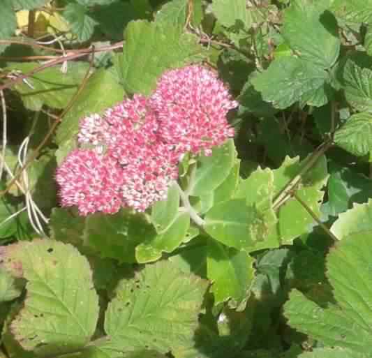 Sedum - Crassulaceae, click for a larger image