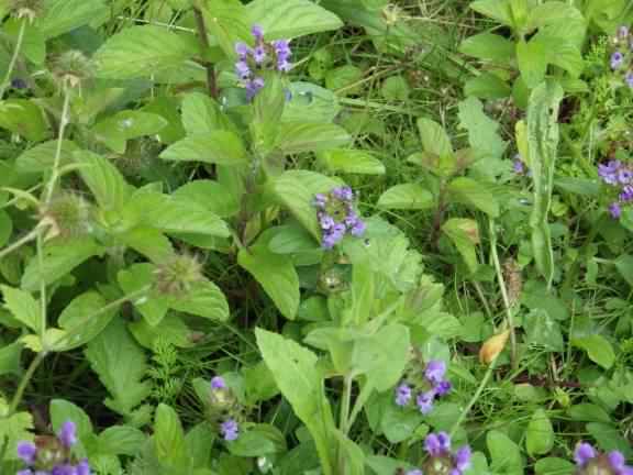 Selfheal - Prunella vulgaris, click for a larger image