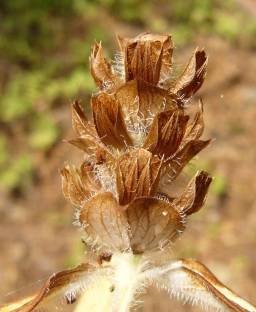 Selfheal - Prunella vulgaris, click for a larger image, licensed for reuse CCBYNC3.0