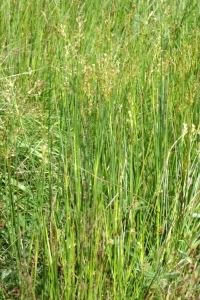 Sharp Rush - Juncus acutus (J. acutiflorus), click for a larger image, photo licensed for reuse CCASA2.5