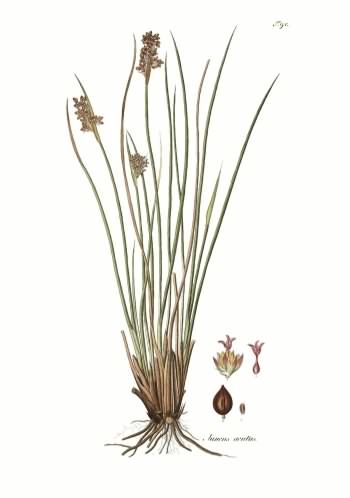 Sharp Rush - Juncus acutus (J. acutiflorus), click for a larger image, image is in the public domain