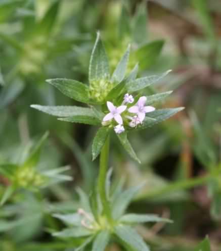 Field Madder - Sherardia arvensis, click for a larger image, photo licensed for reuse CCASA3.0