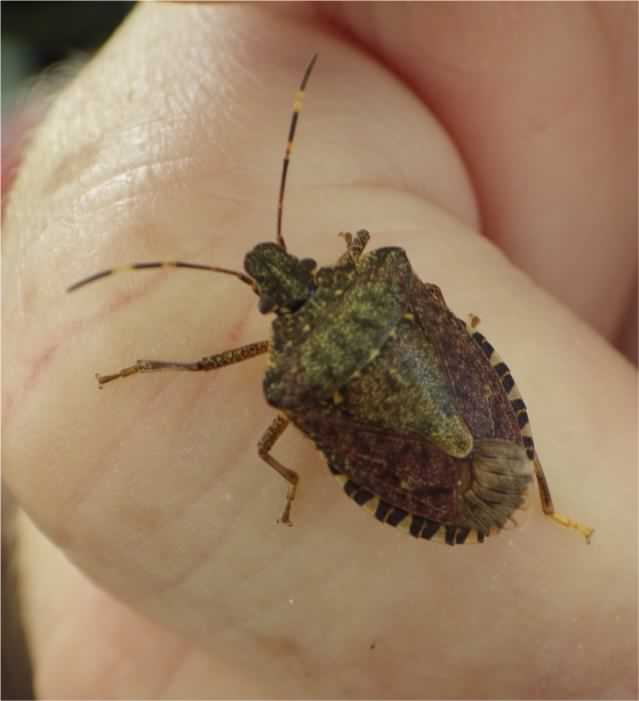 Sloe or Hairy Shieldbug - Dolycoris baccarum, click for a larger image