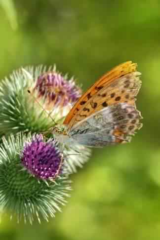 Silver-washed Fritillary - Argynnis paphia, click for a larger image, photo licensed for reuse CCASA3.0