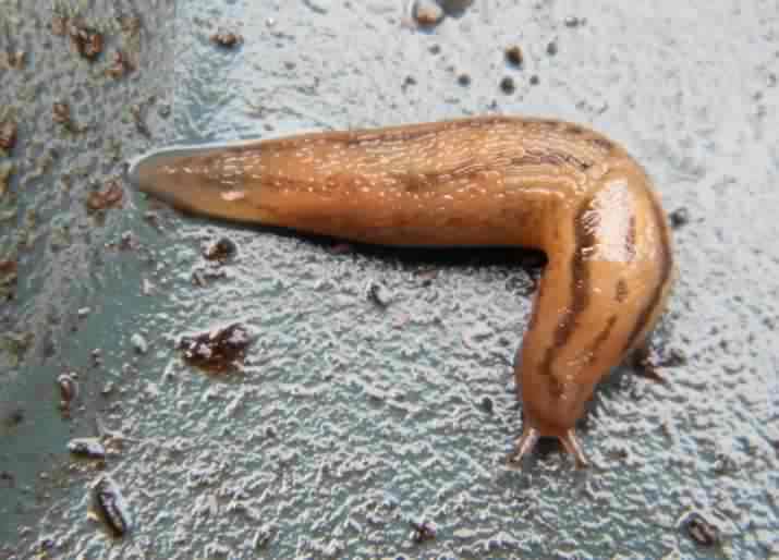 Leopard Slug - Limax maximus, species information page