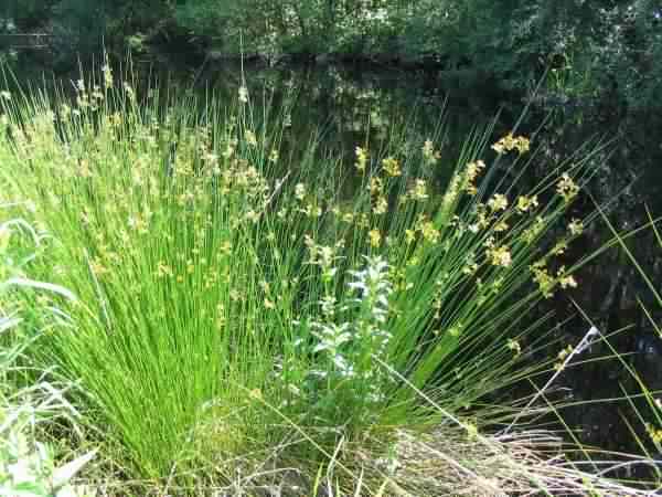 Soft Rush - Juncus effusus, click for a larger image, photo licensed for reuse CCASA3.0