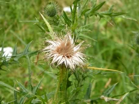 Spear Thistle - Cirsium vulgare, click for a larger image