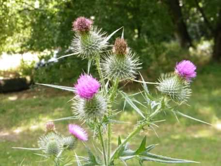 Spear Thistle - Cirsium vulgare, click for a larger image