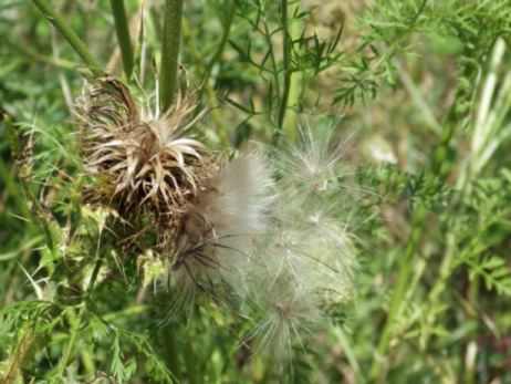 Spear Thistle - Cirsium vulgare, click for a larger image