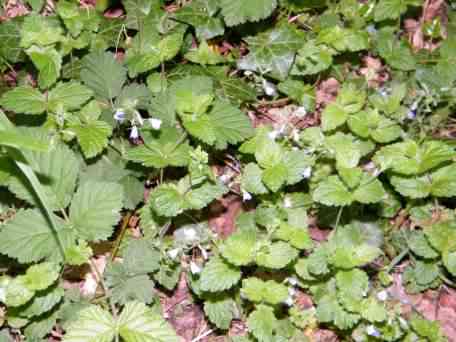 Germander Speedwell - Veronica chamaedrys, click for a larger image