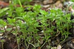 Wall Speedwell - Veronica arvensis, click for a larger image, licensed for reuse CCASA3.0