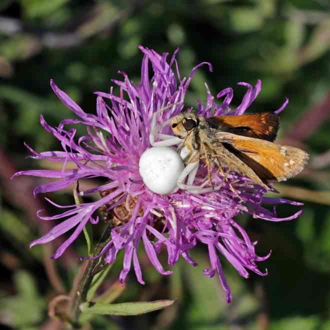 Crab spider - Misumena vatia, click for a larger image, photo licensed for reuse CCASA4.0