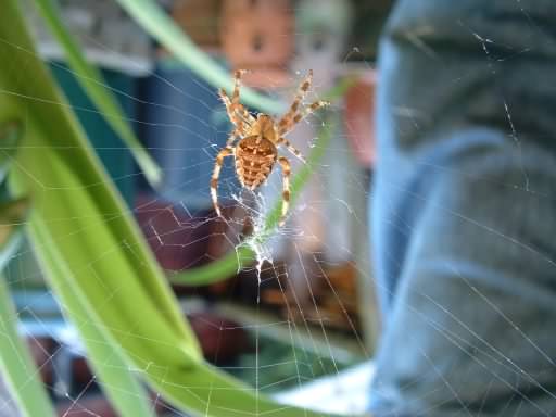 European Garden Spider - Araneus diadematus, click for a larger image