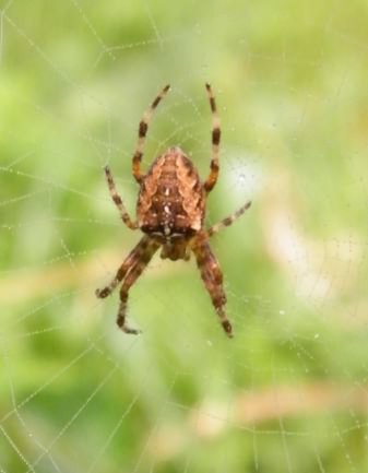 European Garden Spider - Araneus diadematus, click for a larger image