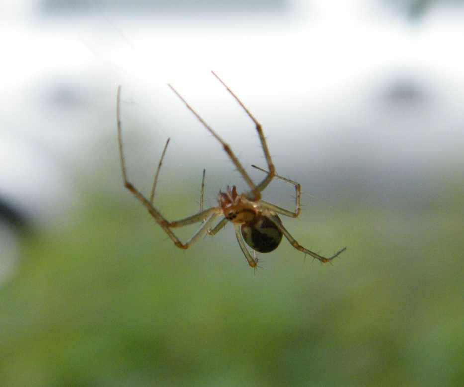 False Widow Spider - Steatoda nobilis, click for a larger image