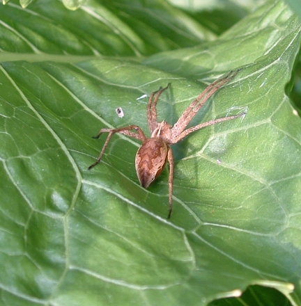 Nursery Web Spider - Pisaura mirabilis, click for a larger image