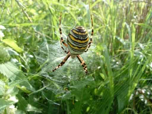 Wasp Spider - Argiope bruennichi, click for a larger photo