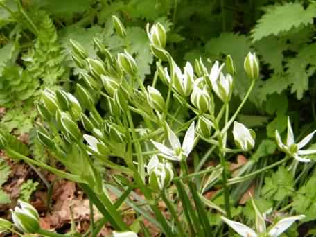 Star of Bethlehem - Ornithogalum umbellatum habit, click for a larger image