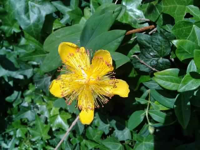 Great St. John's Wort- Hypericum calycinum, species information page