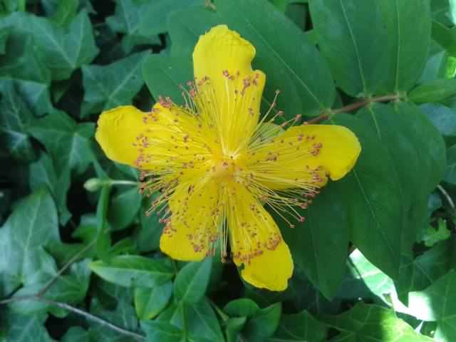 Great St. Johns Wort- Hypericum calycinum, click for a larger image