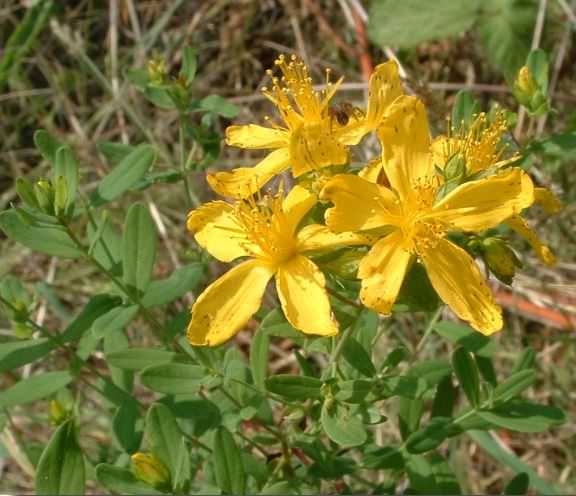 St John's Wort - Hypericum perforatum, species information page