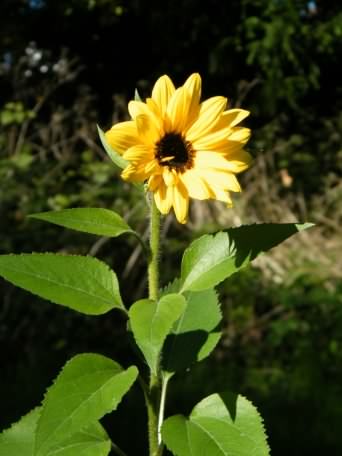 Sunflower - Helianthus annuus, click for a larger image