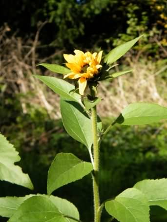 Sunflower - Helianthus annuus, click for a larger image