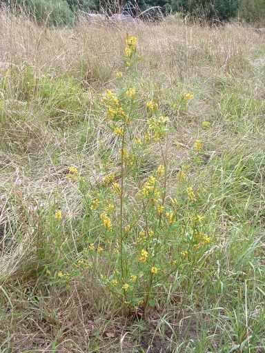 Tall Meliot - Melilotus altissimus, click for a larger image