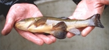 Tench - Tinca tinca, species information page