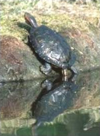 Red Eared Terrapin - Trachemys scripta elegans basking on one of our islands