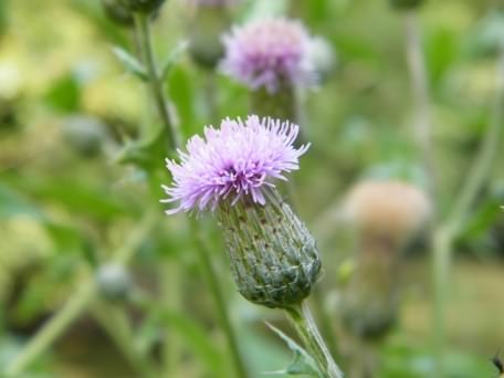 Creeping Thistle - Cirsium arvense, click for a larger image