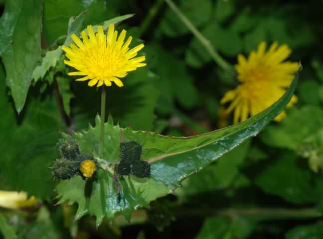 Smooth Sow-thistle - Sonchus oleraceus, click for a larger image, photo licensed for reuse CCASA3.0