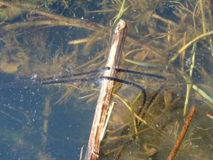 Common Toad - Bufo bufo