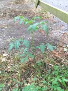 Tomato - Solanum lycopersicum, click for a larger image