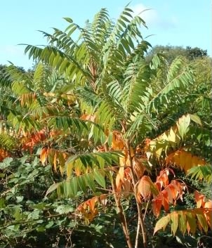 Tree of Heaven - Ailanthus altissima, species information page