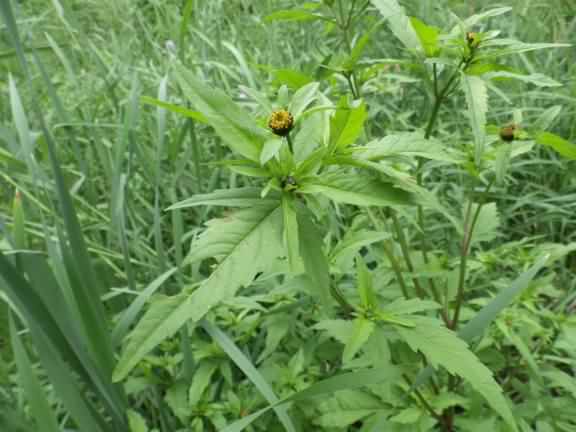 Trifid Bur-Marigold - Bidens tripartita, click for a larger image