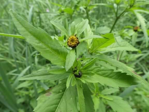 Trifid Bur-Marigold - Bidens tripartita, click for a larger image