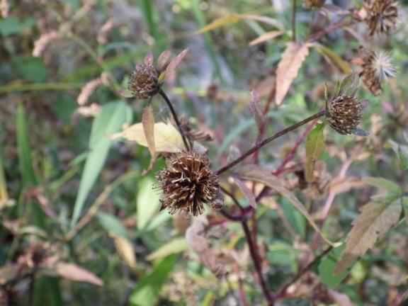 Trifid Bur-Marigold - Bidens tripartita, click for a larger image