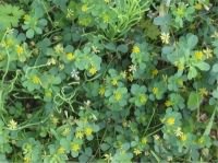 Lesser trefoil - Trifolium dubium, click for a larger image, photo licensed for reuse CCASA3.0