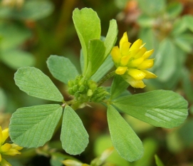 Lesser trefoil - Trifolium dubium, click for a larger image, photo licensed for reuse CCASA3.0