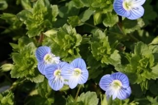 Common Field-speedwell - Veronica persica, click for a larger image, photo licensed for reuse CCASA3.0