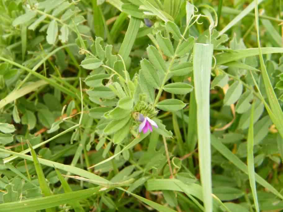 Common Vetch - Vicia sativa, click for a larger image