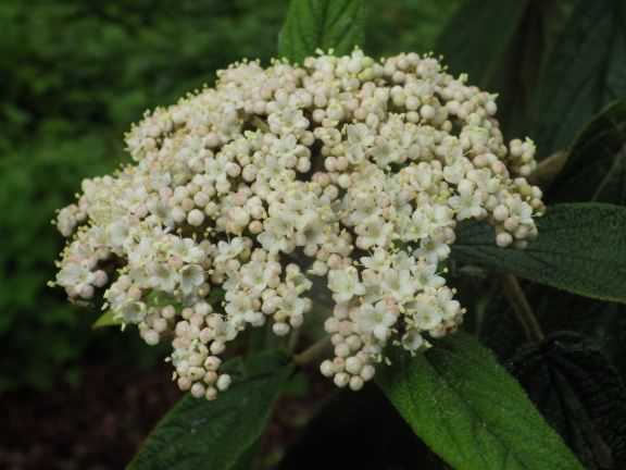 Leather Leaf Viburnum - Viburnum rhytidophyllum, click for a larger image