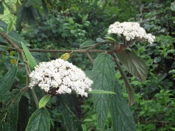 Leather Leaf Viburnum - Viburnum rhytidophyllum, click for a larger image